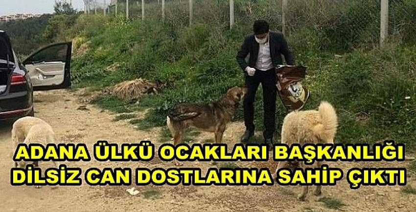 Adana Ülkü Ocakları Dilsiz Can Dostlarını Unutmadı    