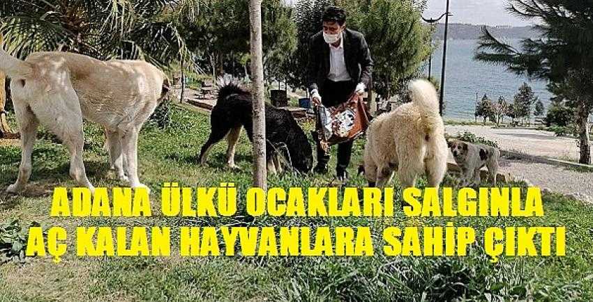 Adana Ülkü Ocakları Salgınla Aç Kalan Hayvanlara Sahip Çıktı