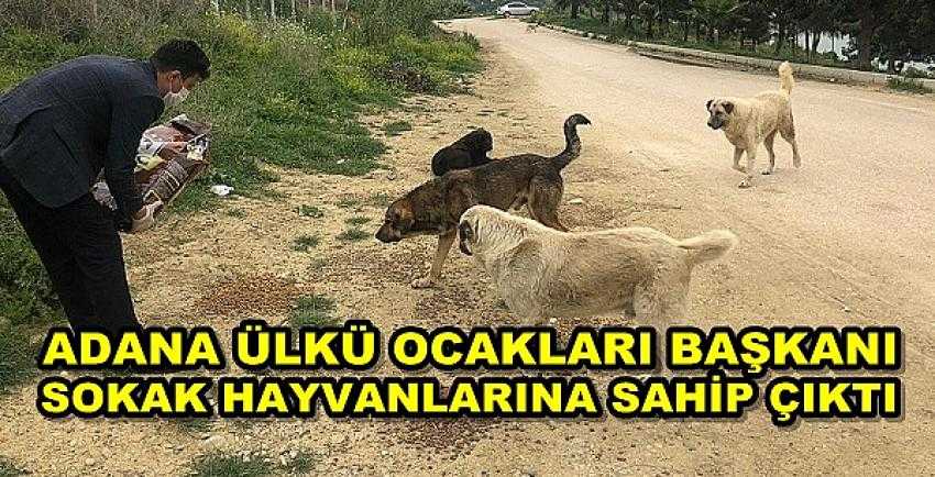 Adana Ülkü Ocakları Sokak Hayvanlarını Aç Bırakmadı