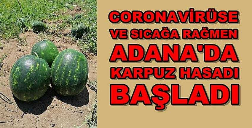 Adana ile Sembolleşen Karpuzun Hasadına Başlanıldı