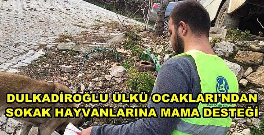 Dulkadiroğlu Ülkü Ocakları'ndan Sokak Hayvanlarına Destek 