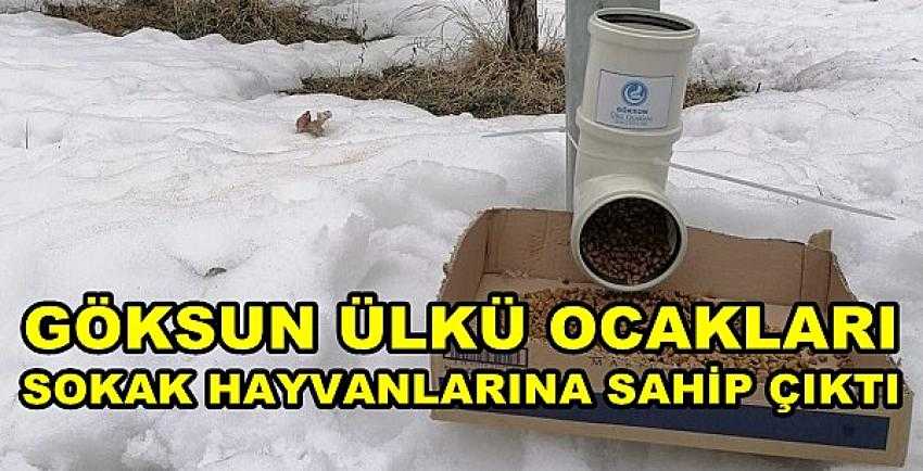 Göksun Ülkü Ocakları Sokak Hayvanlarına Sahip Çıktı