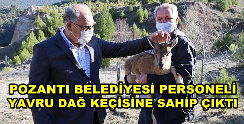 Pozantı Belediyesi Personeli Dağ Keçisine Sahip Çıktı